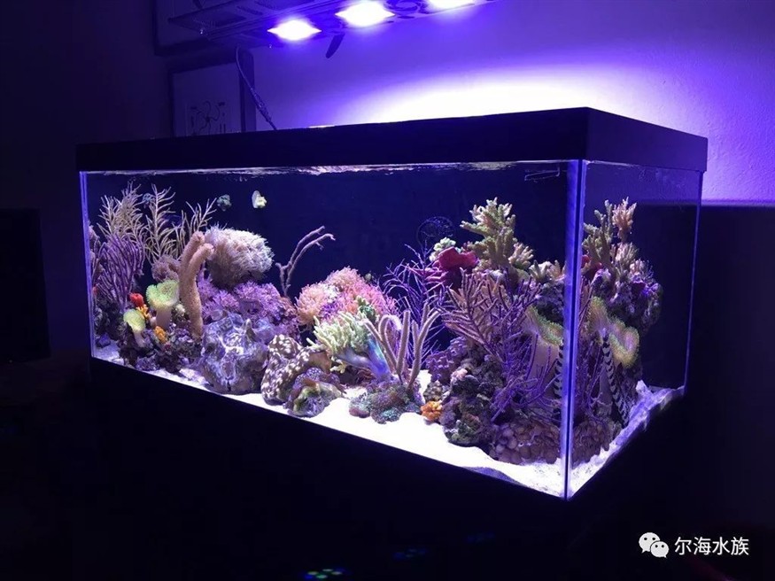 定做一個魚缸需要多久：關于魚缸定做的常見誤區