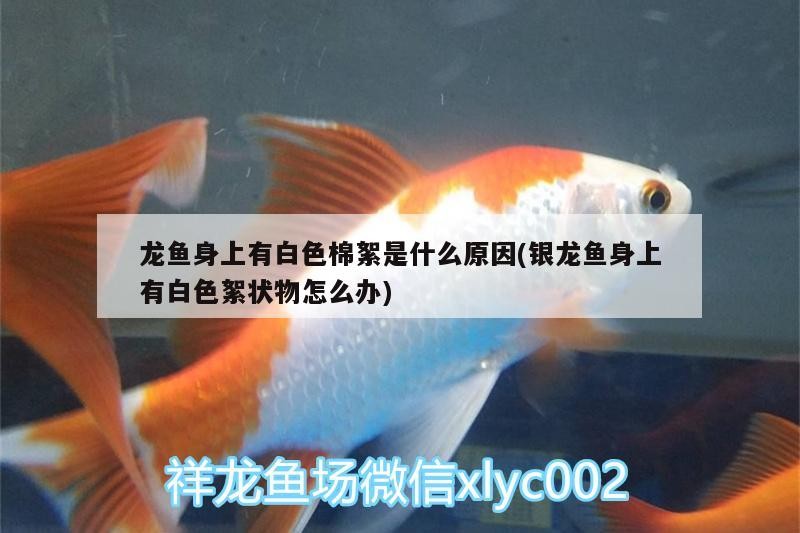 龍魚身上有白色棉絮是什么原因(銀龍魚身上有白色絮狀物怎么辦)