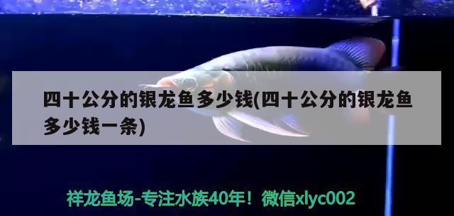 四十公分的銀龍魚(yú)多少錢(qián)(四十公分的銀龍魚(yú)多少錢(qián)一條) 四十公分的銀龍魚(yú)多少錢(qián)(四十公分的銀龍魚(yú)多少錢(qián)一條) 銀龍魚(yú)百科