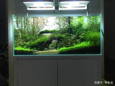 大型魚缸底濾：底濾魚缸的設計原理及注意事項