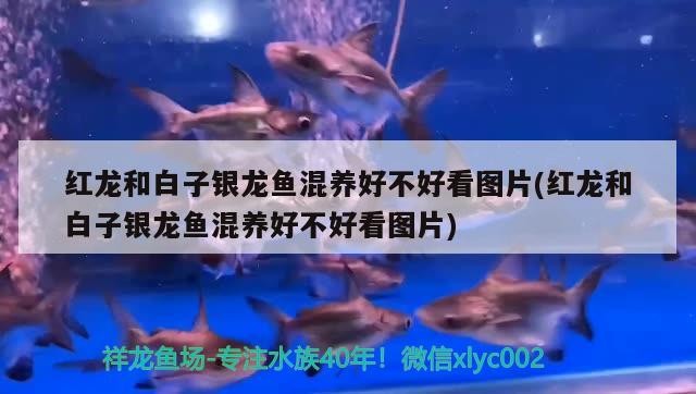 紅龍和白子銀龍魚混養好不好看圖片(紅龍和白子銀龍魚混養好不好看圖片)