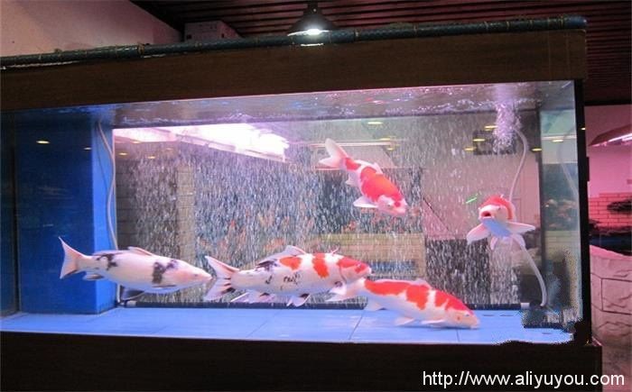 大魚缸養7條錦鯉視頻：大魚缸養7條錦鯉視頻飼養技巧和注意事項和注意事項