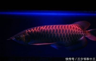 養(yǎng)紅龍魚用什么燈最好（紅龍魚用什么顏色燈好）