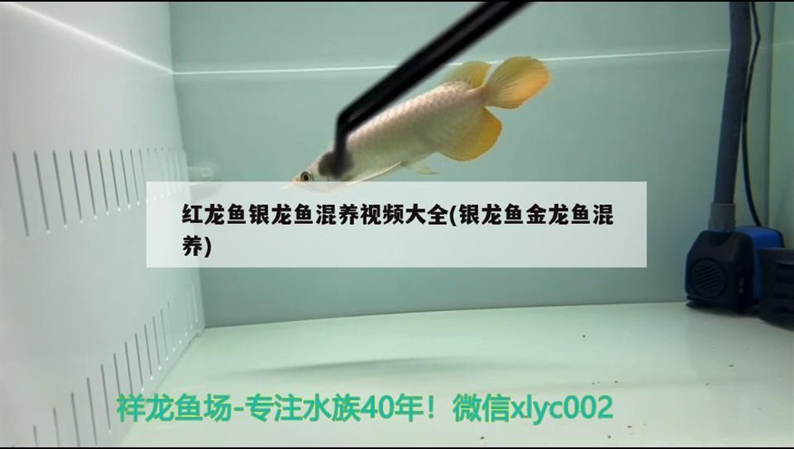 小型魚 紅龍魚銀龍魚混養(yǎng)視頻大全(銀龍魚金龍魚混養(yǎng)) 銀龍魚百科 紅龍魚銀龍魚混養(yǎng)視頻大全(銀龍魚金龍魚混養(yǎng)) 紅龍魚銀龍魚混養(yǎng)視頻大全(銀龍魚金龍魚混養(yǎng)) 銀龍魚百科