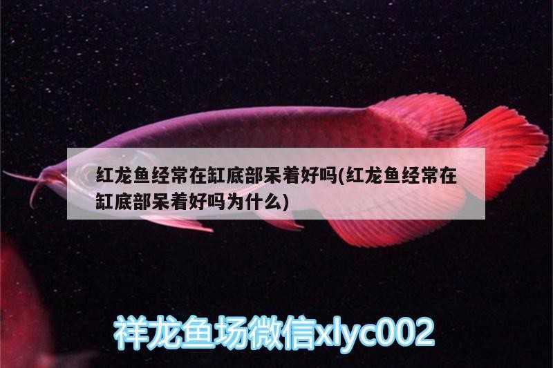 銀龍魚(yú)嘴巴白點(diǎn)怎么回事(銀龍魚(yú)嘴角發(fā)白)