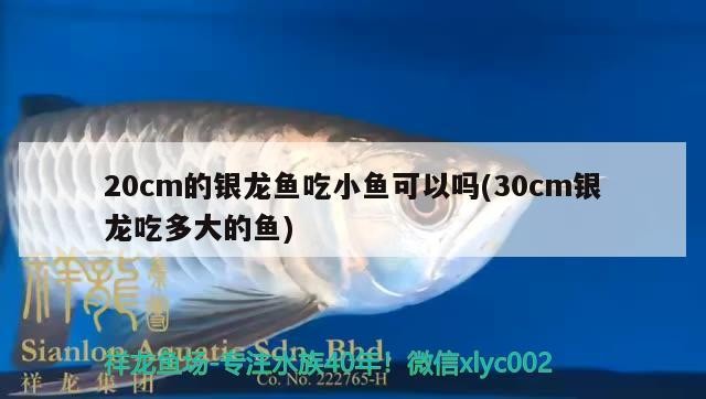 20cm的銀龍魚吃小魚可以嗎(30cm銀龍吃多大的魚)