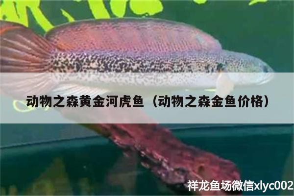 動物之森黃金河虎魚（動物之森金魚價格）