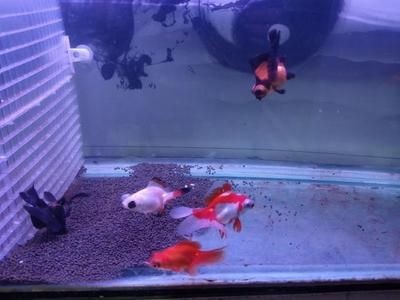 白點病魚缸加溫要多久：白點病魚缸加溫具體時間需要根據(jù)實際情況進行調整