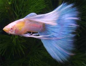 煙臺市福山區清洋福開水族館(煙臺市福山區清洋福開水族館電話) 全國水族館企業名錄 第1張 煙臺市福山區清洋福開水族館(煙臺市福山區清洋福開水族館電話) 煙臺市福山區清洋福開水族館(煙臺市福山區清洋福開水族館電話) 全國水族館企業名錄 第1張