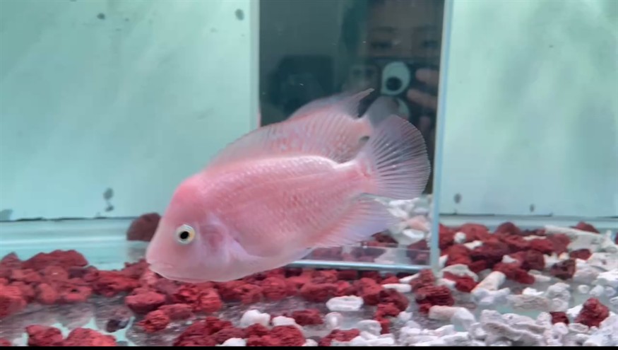 小馬到家三周，圖1 圖2為剛入缸，抄網驚嚇到之后變成圖3，目前是圖4，一直沒有恢復，跟手，吃食也正常，水溫32，求助大神怎么辦[kelian][kelian][kelian]