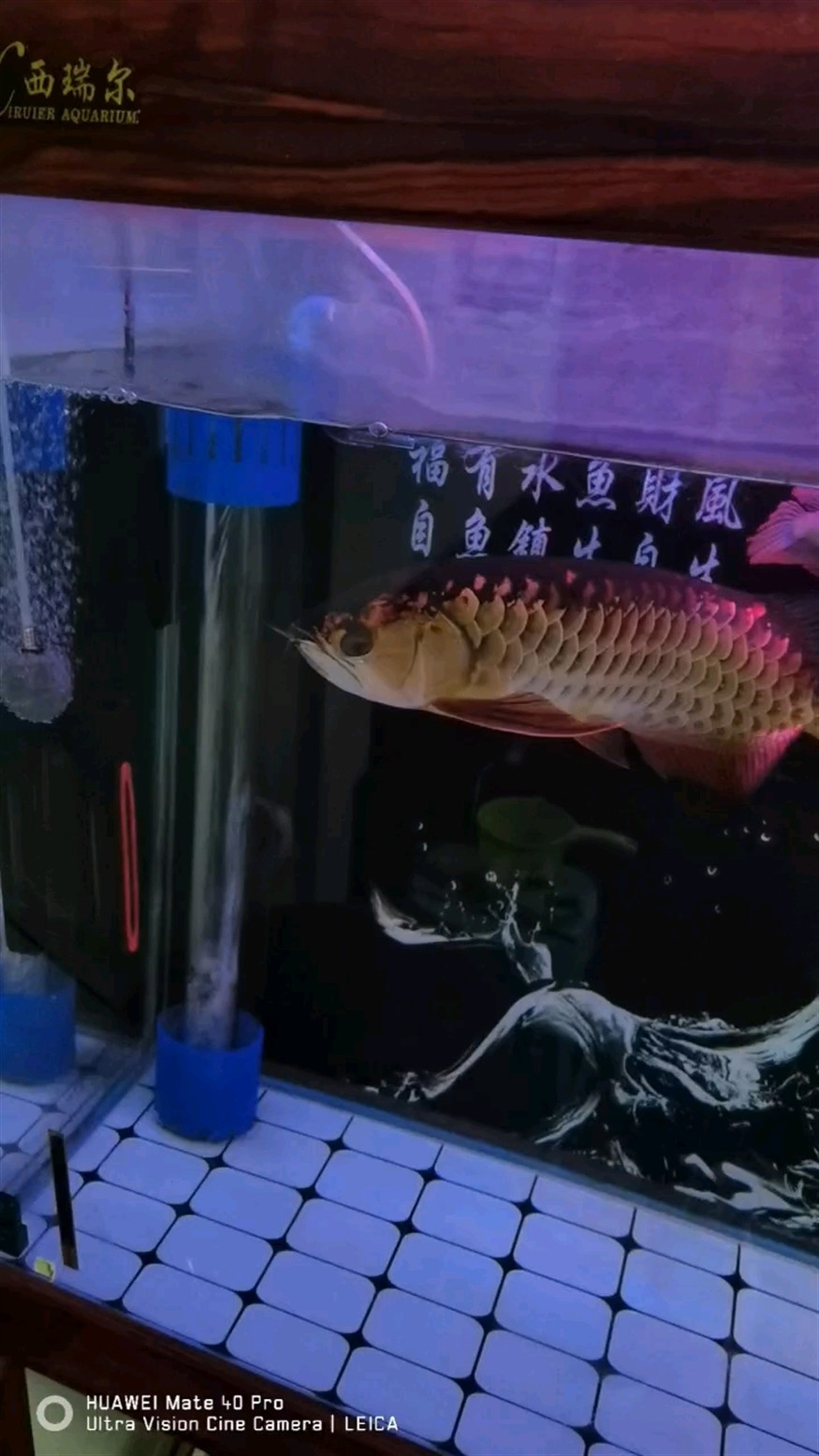 魚缸用增氧泵價格是多少:魚缸增氧機-xtrac增氧機-xtrac增氧機 一年了 龍魚論壇 一年了 一年了 龍魚論壇
