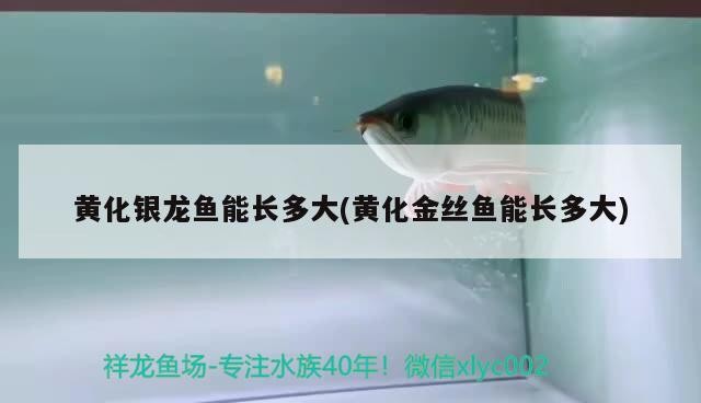 黃化銀龍魚能長多大(黃化金絲魚能長多大)