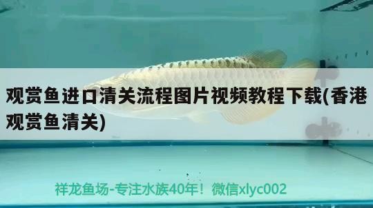 紅龍魚和虎魚混養會打架嗎：紅龍和虎魚混養視頻 紅龍魚和虎魚混養會打架嗎：紅龍和虎魚混養視頻 虎魚百科 第2張