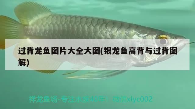 過(guò)背龍魚(yú)圖片大全大圖(銀龍魚(yú)高背與過(guò)背圖解)