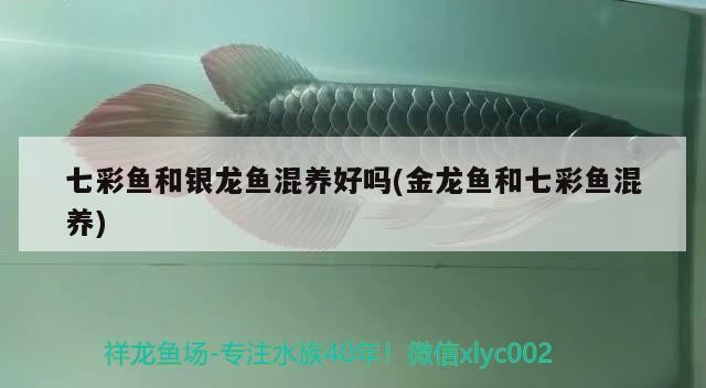 七彩魚和銀龍魚混養(yǎng)好嗎(金龍魚和七彩魚混養(yǎng))