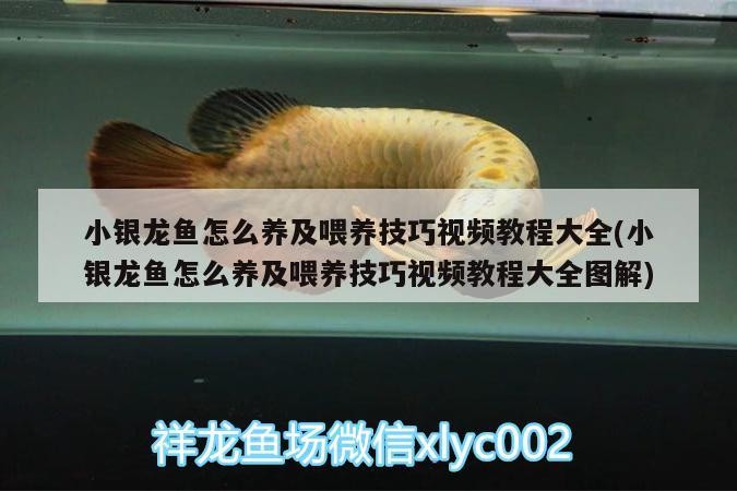 小銀龍魚怎么養及喂養技巧視頻教程大全(小銀龍魚怎么養及喂養技巧視頻教程大全圖解) 小銀龍魚怎么養及喂養技巧視頻教程大全(小銀龍魚怎么養及喂養技巧視頻教程大全圖解) 銀龍魚百科