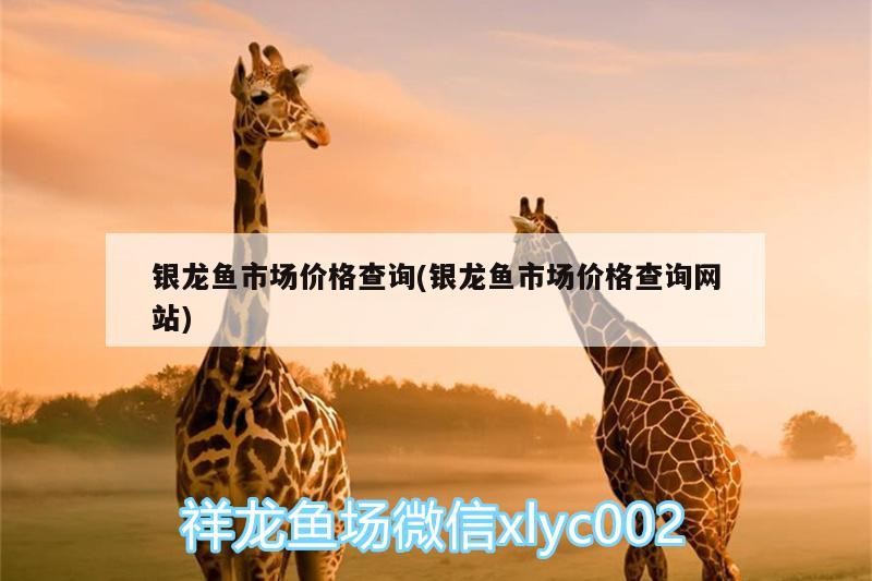 銀龍魚市場價格查詢(銀龍魚市場價格查詢網站)