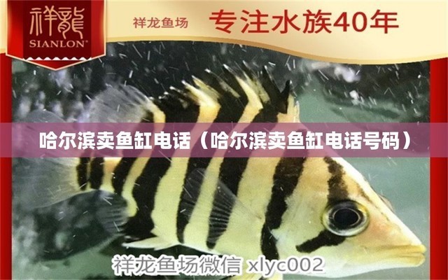 偃師市高龍鎮(zhèn)火神凹淼淼水族漁具店（偃師市高龍鎮(zhèn)火神凹初中）