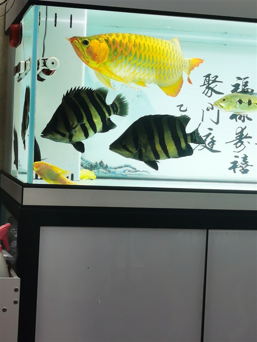 什么叫球虎！