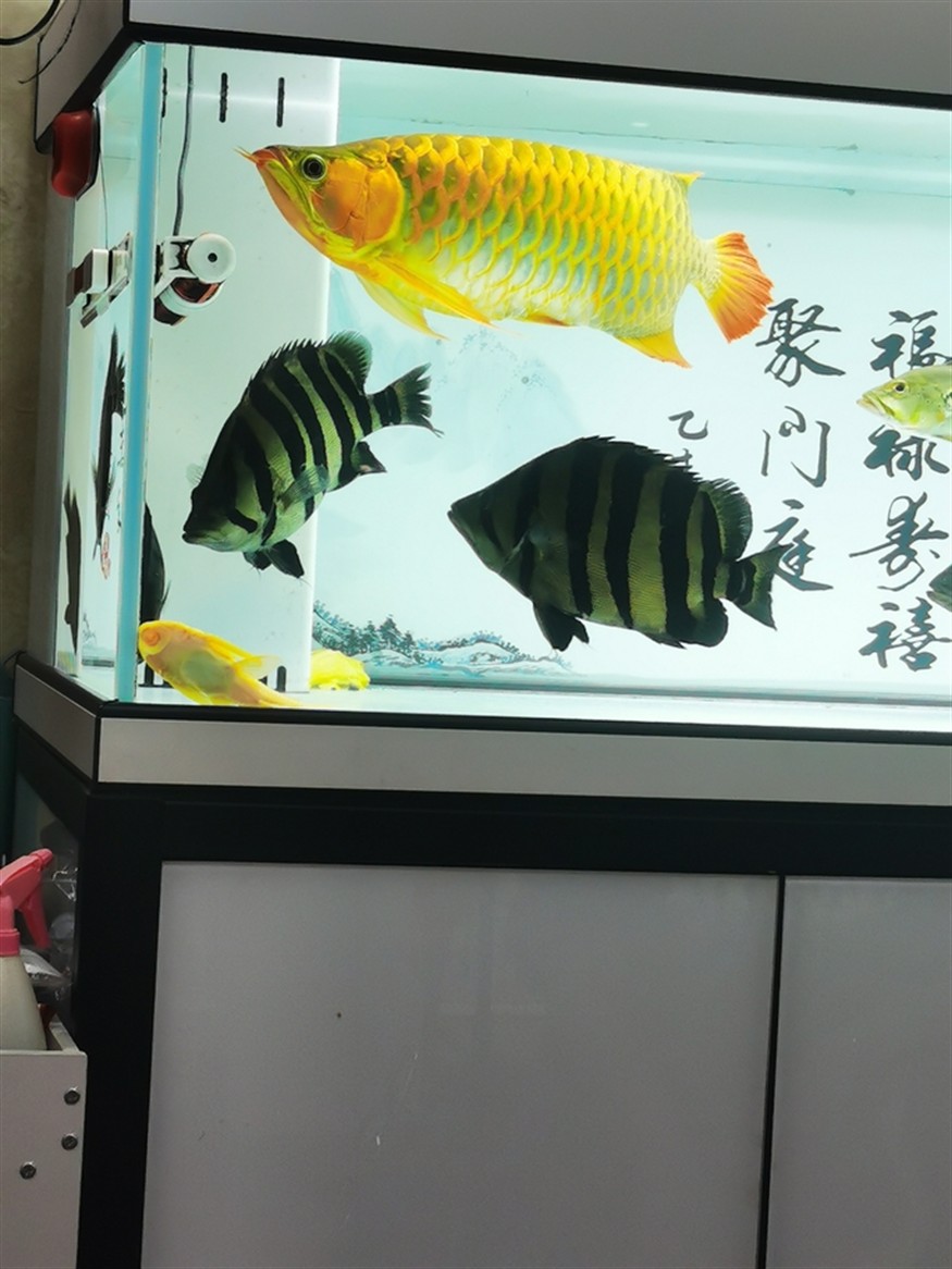 什么叫球虎！
