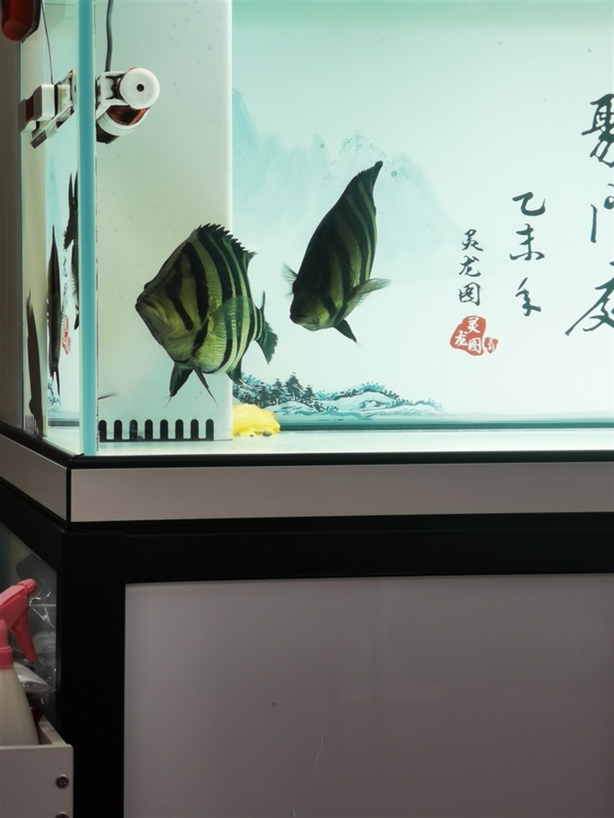什么叫球虎！