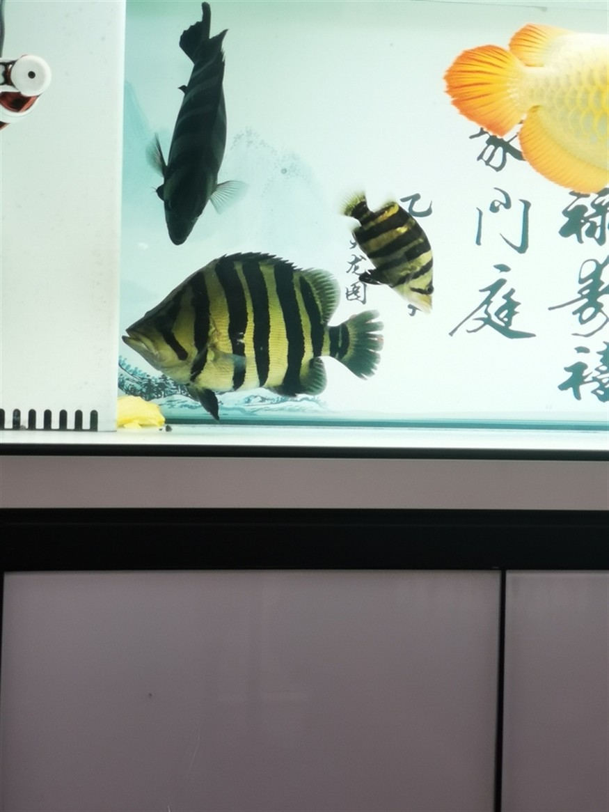 什么叫球虎！