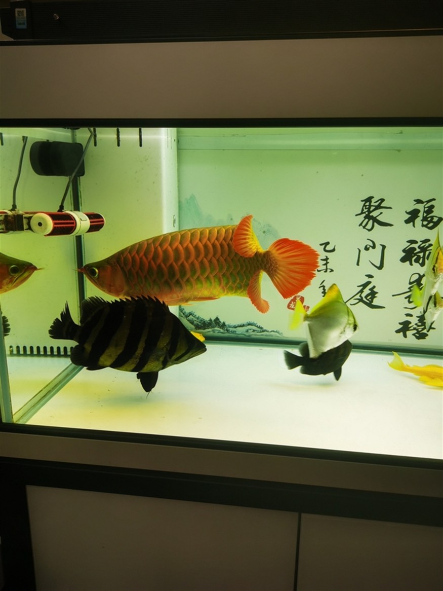 什么叫球虎！