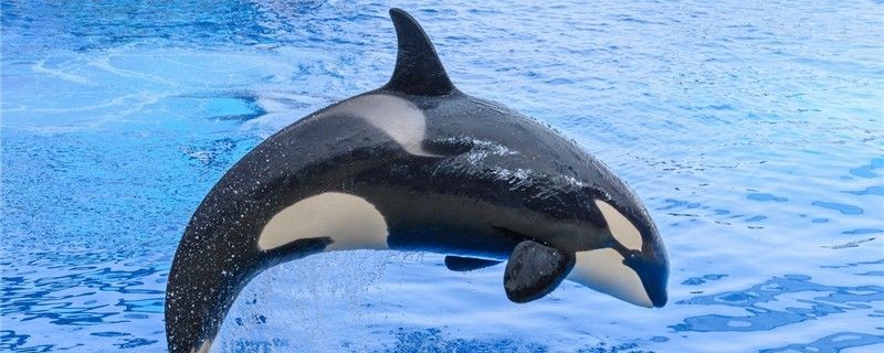哈爾濱市香坊區花卉大市場隆順水族館（哈爾濱興隆鎮花店）