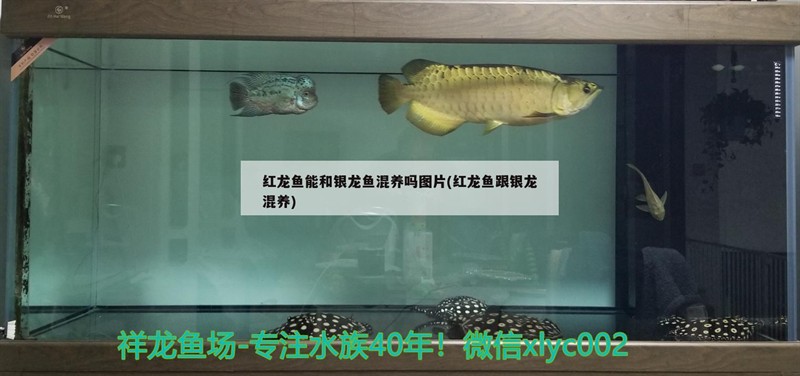 紅龍魚能和銀龍魚混養嗎圖片(紅龍魚跟銀龍混養)
