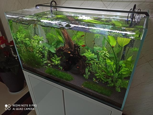 上海市徐匯區成彬水族館（上海市徐匯區成彬水族館地址）