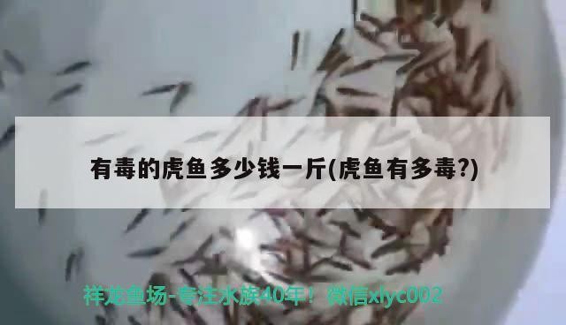 有毒的虎魚多少錢一斤(虎魚有多毒？)