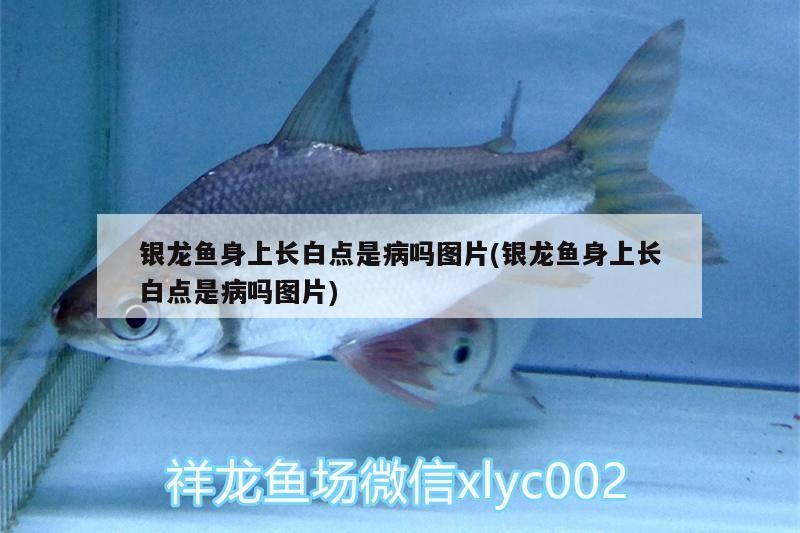 銀龍魚身上長白點是病嗎圖片(銀龍魚身上長白點是病嗎圖片) 銀龍魚身上長白點是病嗎圖片(銀龍魚身上長白點是病嗎圖片) 銀龍魚百科