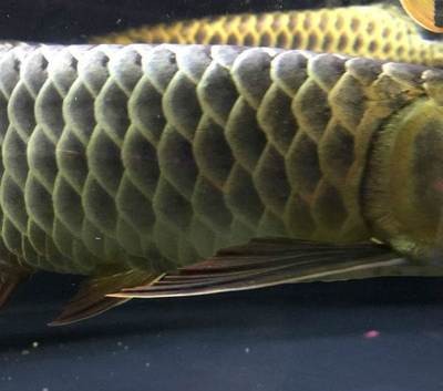 紅龍魚缸底色什么顏色好（紅龍魚缸底色什么顏色好看）