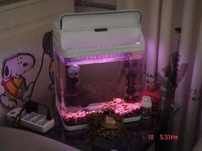 大魚缸水草盆怎么用的：大魚缸水草盆栽的使用方法是水草的使用方法主要包括以下幾個步驟