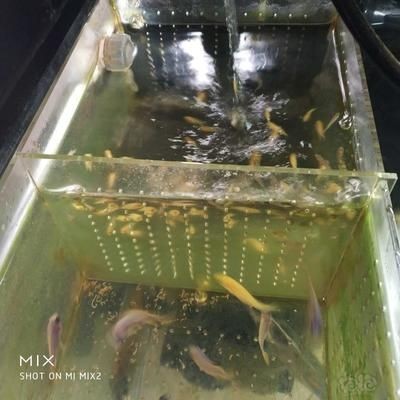 慈鯛魚用什么魚缸：三湖慈鯛的魚缸選擇