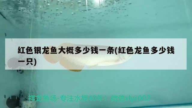 紅色銀龍魚大概多少錢一條(紅色龍魚多少錢一只) 紅色銀龍魚大概多少錢一條(紅色龍魚多少錢一只) 銀龍魚百科