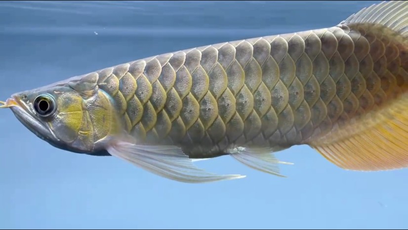 打卡第一天，36cm。。。鱗底還可以吧？ 打卡第一天，36cm。。。鱗底還可以吧？ 龍魚論壇 第1張