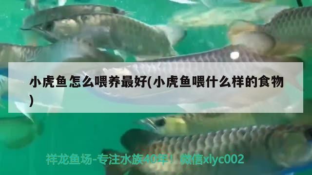 小虎魚怎么喂養最好(小虎魚喂什么樣的食物)