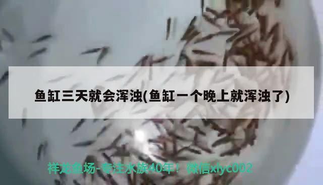 魚缸三天就會(huì)渾濁(魚缸一個(gè)晚上就渾濁了) 魚缸三天就會(huì)渾濁(魚缸一個(gè)晚上就渾濁了) 銀龍魚百科