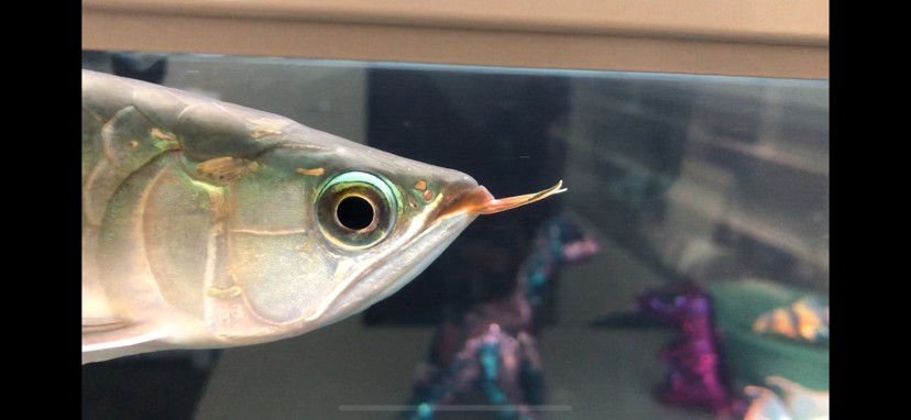 廣州魚缸批發市場F觀賞魚入缸觀賞魚個月打卡