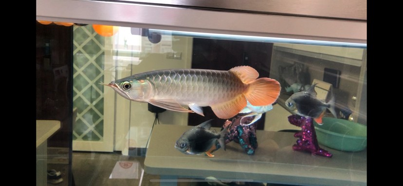 廣州魚缸批發市場F觀賞魚入缸觀賞魚個月打卡
