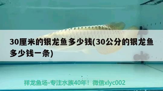 30厘米的銀龍魚(yú)多少錢(qián)(30公分的銀龍魚(yú)多少錢(qián)一條)