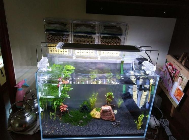 玻璃魚缸水垢清除妙招視頻:如何清除玻璃魚缸水垢 魚缸百科 第1張 玻璃魚缸水垢清除妙招視頻:如何清除玻璃魚缸水垢 玻璃魚缸水垢清除妙招視頻:如何清除玻璃魚缸水垢 魚缸百科 第1張