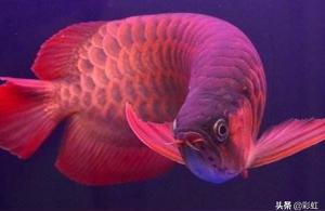 紅龍魚發色過程:超雪紅龍魚怎么養 紅龍魚發色過程:超雪紅龍魚怎么養 紅龍魚百科