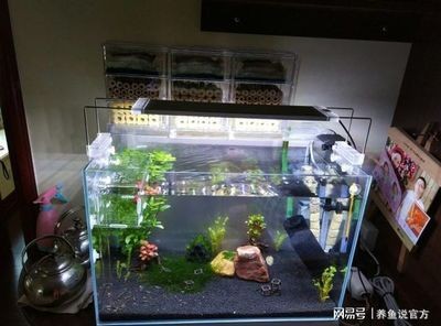 玻璃魚缸水垢清除妙招視頻:如何清除玻璃魚缸水垢 魚缸百科 第4張 玻璃魚缸水垢清除妙招視頻:如何清除玻璃魚缸水垢 玻璃魚缸水垢清除妙招視頻:如何清除玻璃魚缸水垢 魚缸百科 第4張