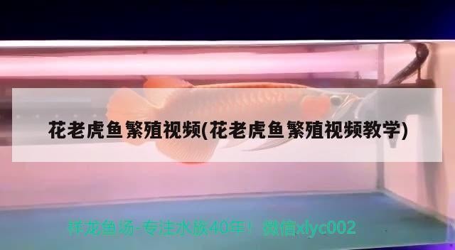 花老虎魚繁殖視頻(花老虎魚繁殖視頻教學)