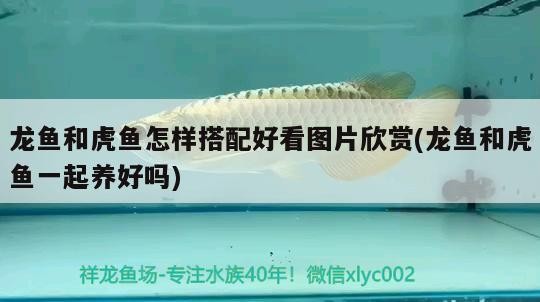 龍魚和虎魚怎樣搭配好看圖片欣賞(龍魚和虎魚一起養好嗎)