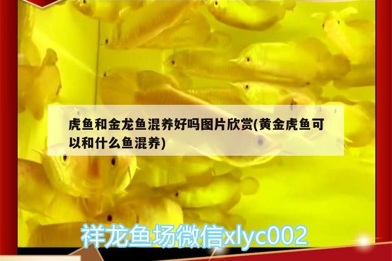 虎魚需要開燈嗎多久換一次水族行業的飼養虎魚的挑選和飼養技巧，虎魚的挑選和飼養
