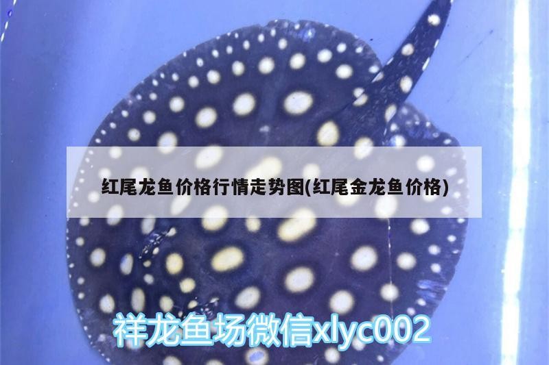 虎魚需要開燈嗎多久換一次水族行業的飼養虎魚的挑選和飼養技巧，虎魚的挑選和飼養