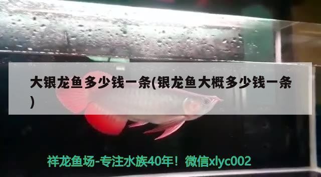 大銀龍魚多少錢一條(銀龍魚大概多少錢一條)